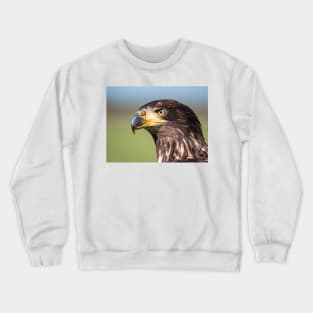 Close-up of an immature American bald eagle Crewneck Sweatshirt